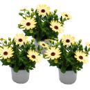 Cape basket - Osteospermum ecklonis - 12cm pot - set with 3 plants - yellow
