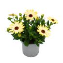 Kapkörbchen - Osteospermum ecklonis - 11cm Topf - Set mit 3 Pflanzen - gelb