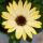 Cape basket - Osteospermum ecklonis - 12cm pot - set with 3 plants - yellow