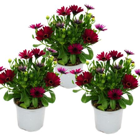 Kapkörbchen - Osteospermum ecklonis - 11cm Topf - Set mit 3 Pflanzen - lila