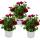 Kapk&ouml;rbchen - Osteospermum ecklonis - 11cm Topf - Set mit 3 Pflanzen - lila