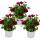 Kapkörbchen - Osteospermum ecklonis - 11cm Topf - Set mit 3 Pflanzen - lila