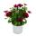 Kapkörbchen - Osteospermum ecklonis - 11cm Topf - Set mit 3 Pflanzen - lila