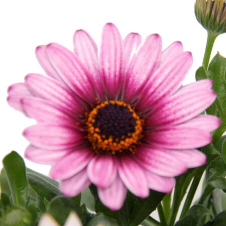 Panier cape - Osteospermum ecklonis - pot 12cm - set de 3 plantes - rose