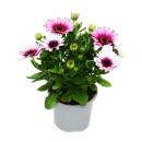 Kapkörbchen - Osteospermum ecklonis - 11cm Topf - Set mit 3 Pflanzen - rosa