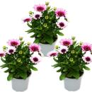 Panier cape - Osteospermum ecklonis - pot 12cm - set de 3 plantes - rose