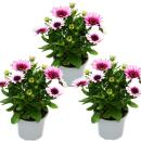 Kapkörbchen - Osteospermum ecklonis - 11cm Topf - Set mit 3 Pflanzen - rosa