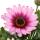 Panier cape - Osteospermum ecklonis - pot 12cm - set de 3 plantes - rose
