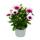 Kapk&ouml;rbchen - Osteospermum ecklonis - 11cm Topf - Set mit 3 Pflanzen - rosa