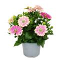 Kapkörbchen - Osteospermum ecklonis - 11cm Topf - Set mit 3 Pflanzen - rosa-gelb