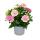 Cape basket - Osteospermum ecklonis - 12cm pot - set with 3 plants - red
