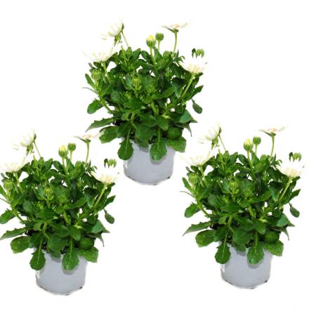 Kapkörbchen - Osteospermum ecklonis - 11cm Topf - Set mit 3 Pflanzen - weiß