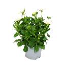Cape basket - Osteospermum ecklonis - 12cm pot - set with 3 plants - white