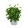 Kapk&ouml;rbchen - Osteospermum ecklonis - 11cm Topf - Set mit 3 Pflanzen - wei&szlig;