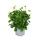 Panier cape - Osteospermum ecklonis - pot 12cm - set de 3 plantes - blanc
