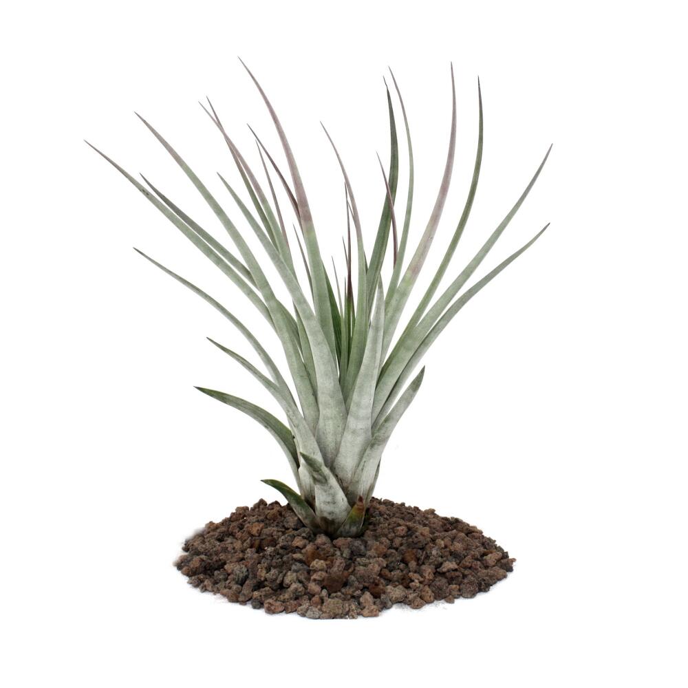 Tillandsia fasciculata - lose Pflanze - groß