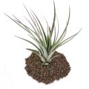 Tillandsia fasciculata - plante en vrac - grande