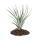 Tillandsia fasciculata - loose Plant - big