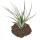 Tillandsia fasciculata - loose Plant - big