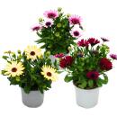 Kapkörbchen - Osteospermum ecklonis - 11cm Topf - Set mit 3 Pflanzen - Farb-Mix