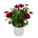 Panier cape - Osteospermum ecklonis - pot 12cm - set de 3 plantes - mélange de couleurs