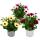 Kapk&ouml;rbchen - Osteospermum ecklonis - 11cm Topf - Set mit 3 Pflanzen - Farb-Mix