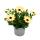 Kapkörbchen - Osteospermum ecklonis - 11cm Topf - Set mit 3 Pflanzen - Farb-Mix