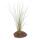 Tillandsia juncea - loose Plant - big