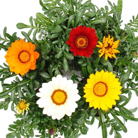 Midday gold - Gazania "Big Kisses" - différentes couleurs - pot 12cm - set de 3 plantes