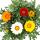 Midday gold - Gazania "Big Kisses" - différentes couleurs - pot 12cm - set de 3 plantes