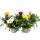 Midday gold - Gazania "Big Kisses" - différentes couleurs - pot 12cm - set de 3 plantes