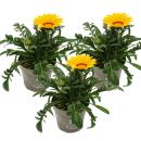 Midday gold - Gazania "Big Kisses" -...