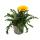 Midday gold - Gazania "Big Kisses" - différentes couleurs - pot 12cm - set de 3 plantes - jaune