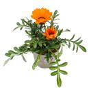 Midday gold - Gazania "Big Kisses" -...