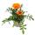 Mittagsgold - Gazania "Big Kisses" - 12cm Topf - Set mit 3 Pflanzen - orange