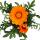 Mittagsgold - Gazania "Big Kisses" - 12cm Topf - Set mit 3 Pflanzen - orange