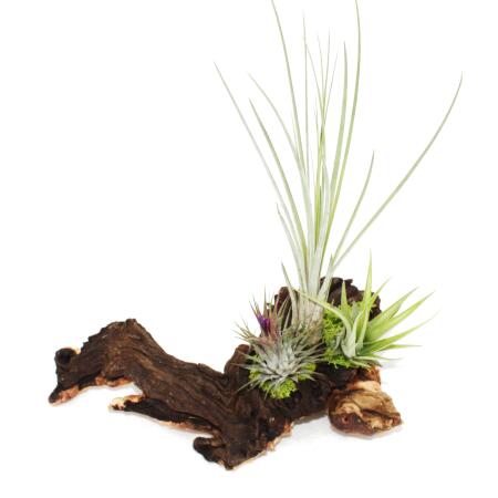 Tillandsia Arrangement on Mopaniwurzel - XL - 3 plants