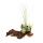 Tillandsias sur racine de Mopani - xl - 3 plantes