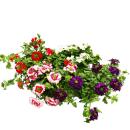 Eisenkraut hängend - Verbena - verschiedene Farben - 12cm Topf - Set mit 3 Pflanzen