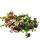 Eisenkraut h&auml;ngend - Verbena - verschiedene Farben - 12cm Topf - Set mit 3 Pflanzen
