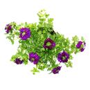 Eisenkraut hängend - Verbena - 12cm Topf - Set mit 3 Pflanzen - blau