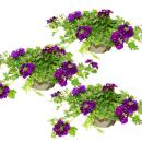 Suspension Verveine - Verveine - pot 12cm - set de 3 plantes - bleu