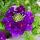 Verbena hanging - Verbena - 12cm pot - set with 3 plants - blue