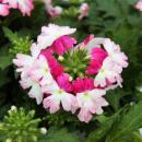 Verbena hanging - Verbena - 12cm pot - Set of 3 plants -...