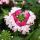 Eisenkraut h&auml;ngend - Verbena - 12cm Topf - Set mit 3 Pflanzen - rosa