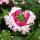 Verbena hanging - Verbena - 12cm pot - Set of 3 plants - pink