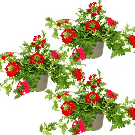 Eisenkraut h&auml;ngend - Verbena - 12cm Topf - Set mit 3 Pflanzen - rot