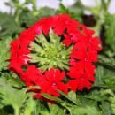 Verbena hanging - Verbena - 12cm pot - set with 3 plants - red