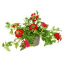 Verbena hanging - Verbena - 12cm pot - set with 3 plants - red