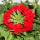 Verbena hanging - Verbena - 12cm pot - set with 3 plants - red